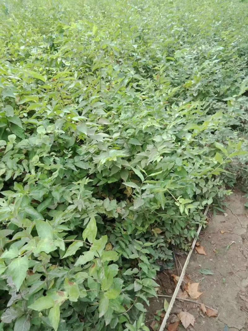 金银木自产自销金银木种植基地金银木农户直销