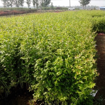 金银木自产自销金银木种植基地金银木农户直销