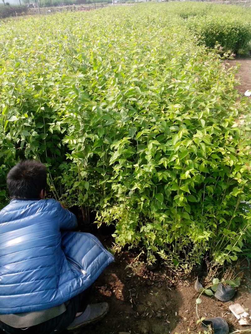 金银木自产自销金银木种植基地金银木农户直销