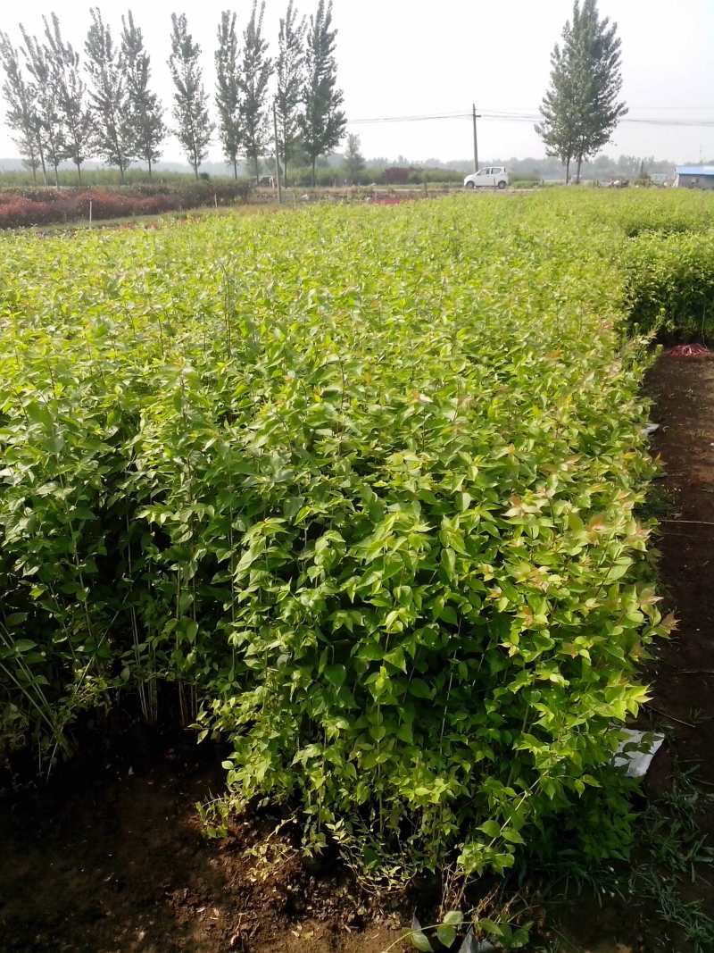 金银木自产自销金银木种植基地金银木农户直销
