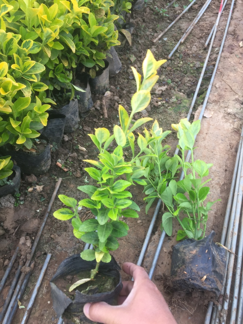 金冠黄杨自产自销金冠黄杨种植基地金冠黄杨