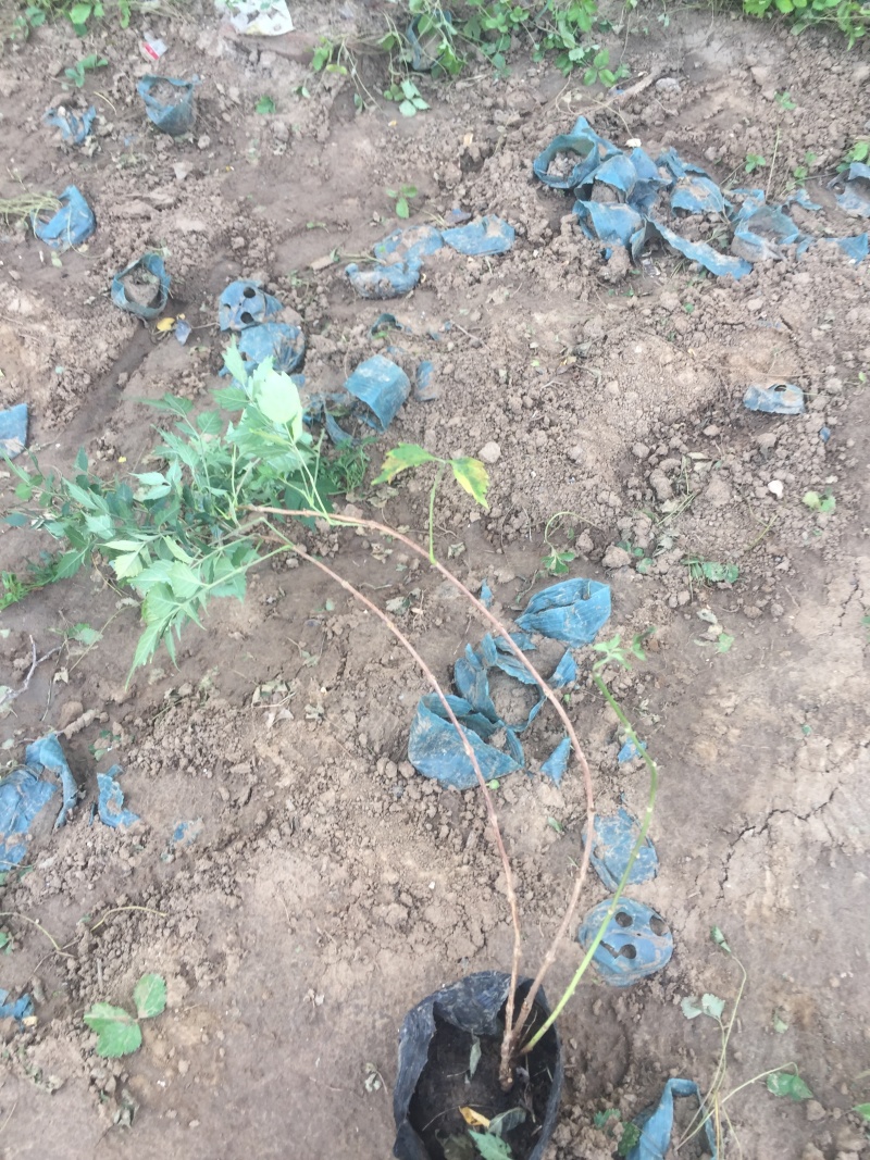 凌霄种植基地凌霄自产自销凌霄批发。凌霄