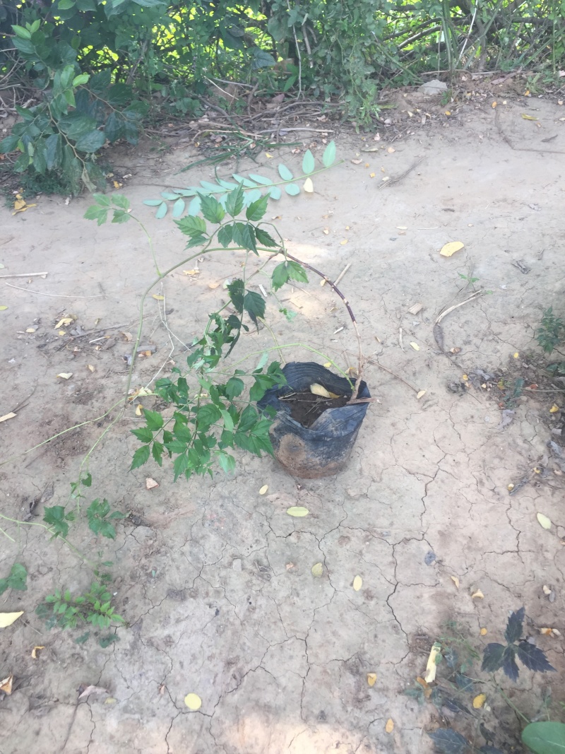 凌霄种植基地凌霄自产自销凌霄批发。凌霄