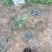 凌霄种植基地凌霄自产自销凌霄批发。凌霄