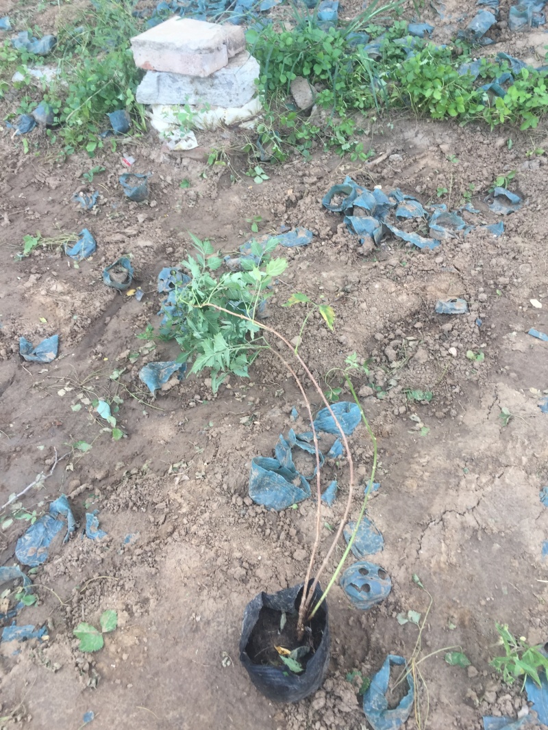 凌霄种植基地凌霄自产自销凌霄批发。凌霄
