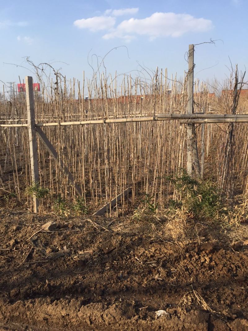 凌霄种植基地凌霄自产自销凌霄批发。凌霄