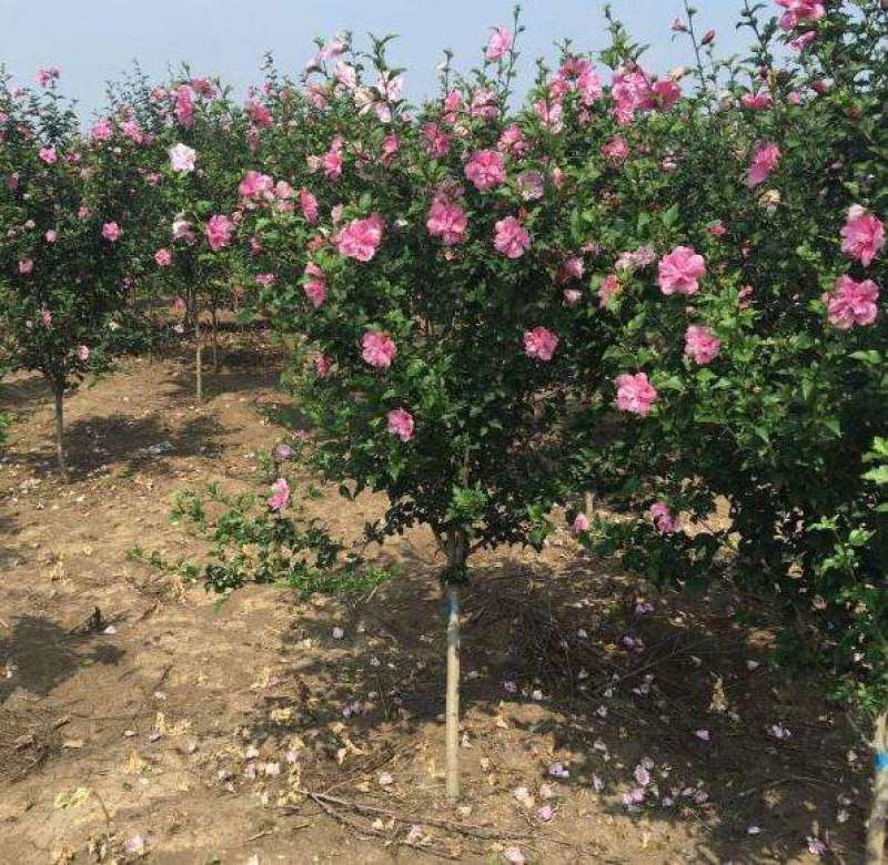 木槿自产自销木槿种植基地。木槿农户直销。