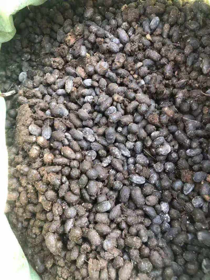 羊粪，有机肥羊粪，养殖厂直供，可常年供应大型批发，不断货