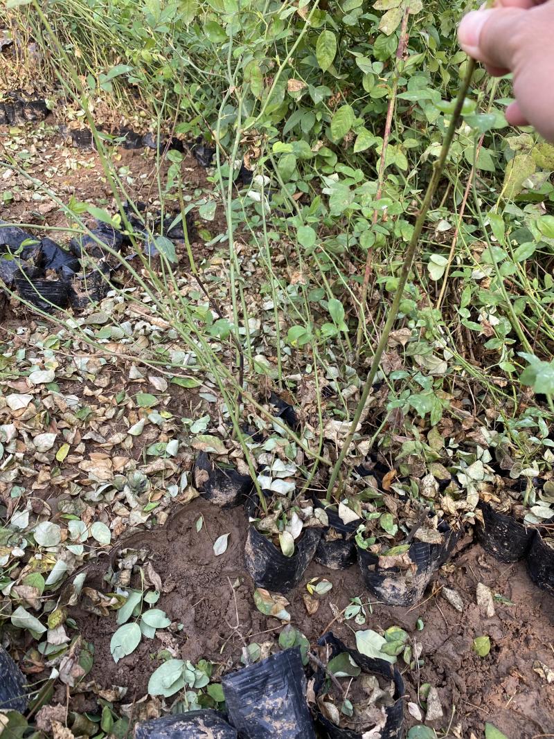 丰花月季自产自销丰花月季农户直销60万低价处理