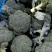 浙江台州精品西兰花大量上市中新鲜西兰花产地直销