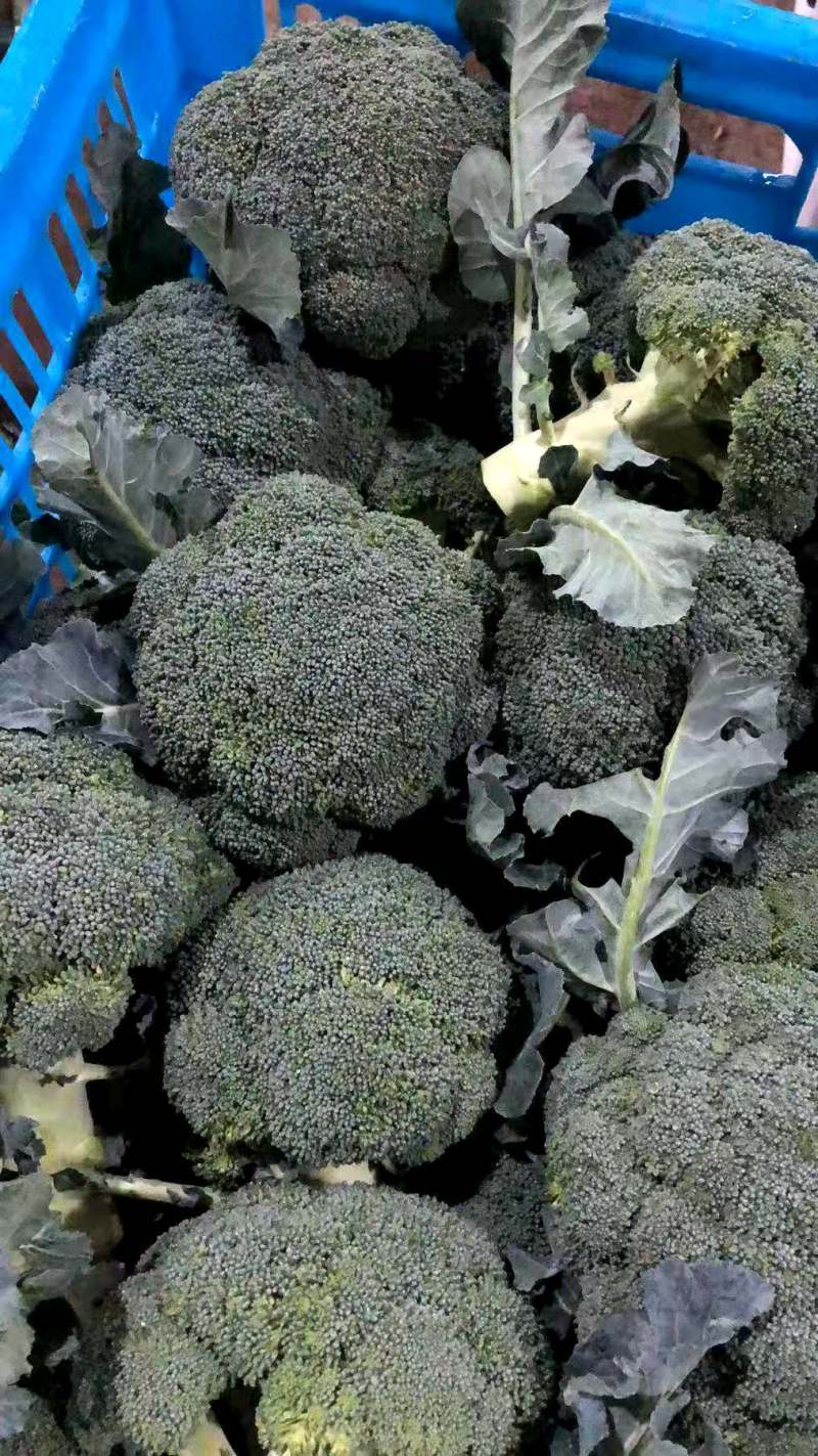浙江台州精品西兰花大量上市中新鲜西兰花产地直销
