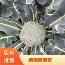 浙江台州精品西兰花大量上市中新鲜西兰花产地直销
