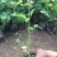 红帽月季自产自销红帽月季种植基地红帽月季