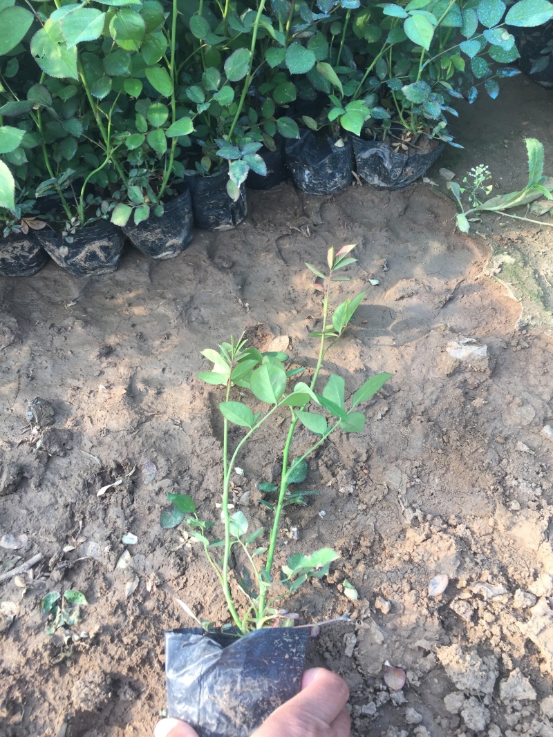 红帽月季自产自销红帽月季种植基地红帽月季