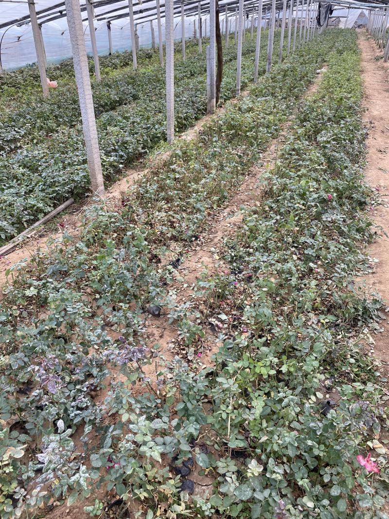 红帽月季自产自销红帽月季种植基地红帽月季