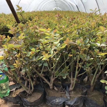 品种月季自产自销品种月季种植基地品种月季自产自销