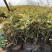 品种月季自产自销品种月季种植基地品种月季自产自销