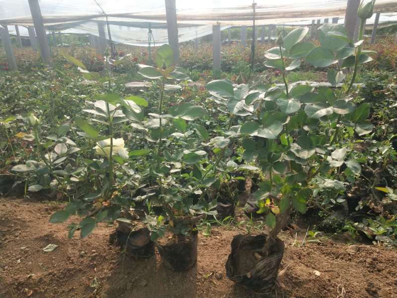 品种月季自产自销品种月季种植基地品种月季自产自销