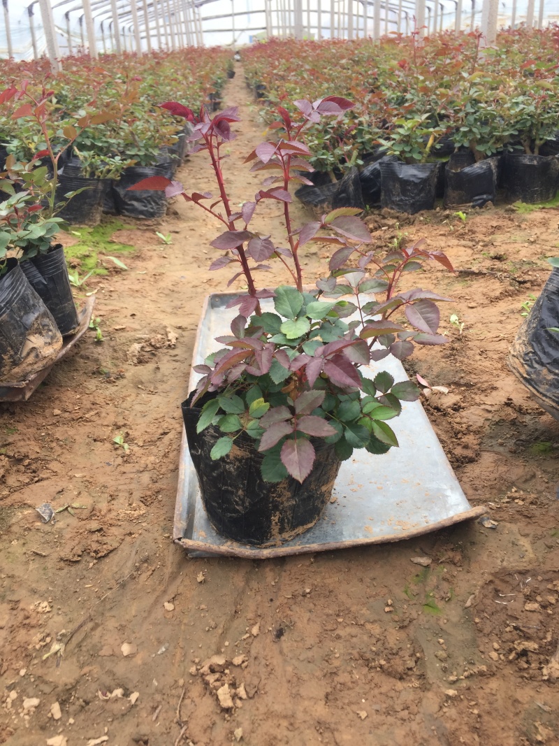 品种月季自产自销品种月季种植基地品种月季自产自销