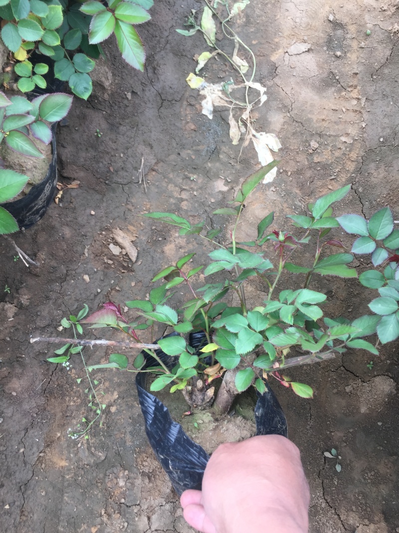 品种月季自产自销品种月季种植基地品种月季自产自销