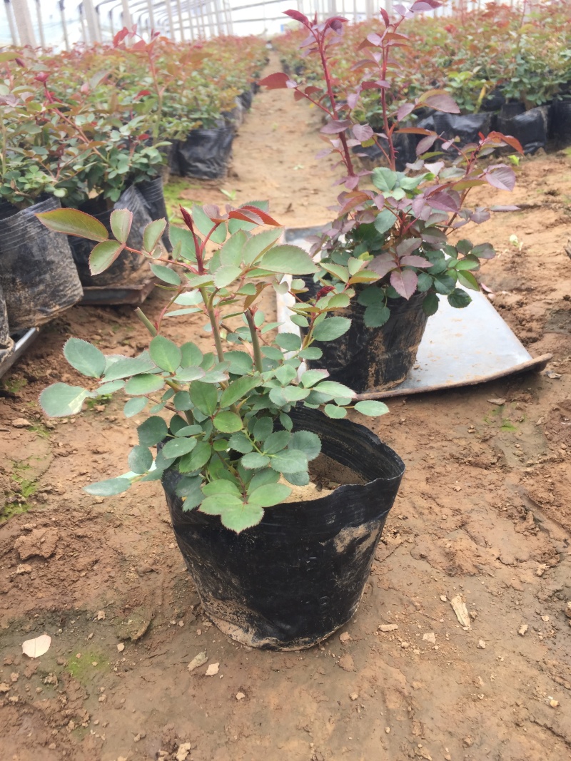 品种月季自产自销品种月季种植基地品种月季自产自销