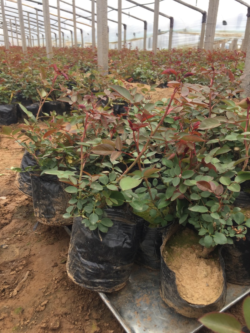 品种月季自产自销品种月季种植基地品种月季自产自销