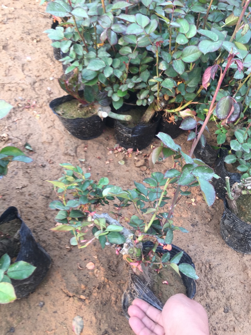 品种月季自产自销品种月季种植基地品种月季自产自销