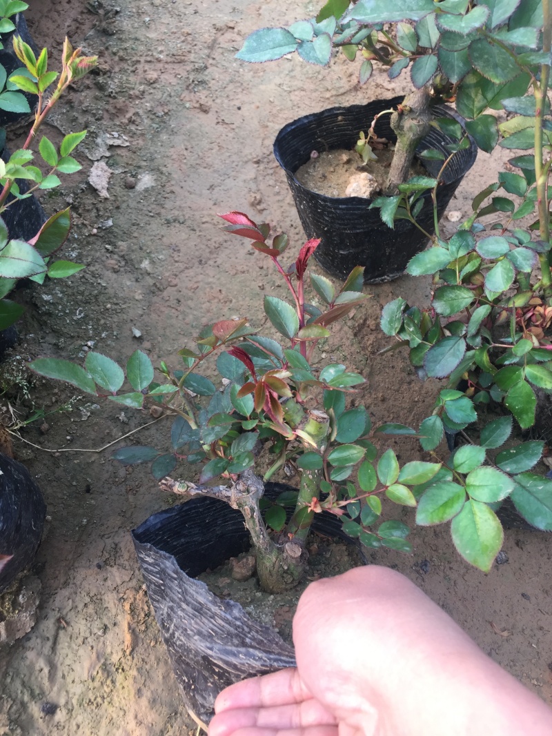 品种月季自产自销品种月季种植基地品种月季自产自销