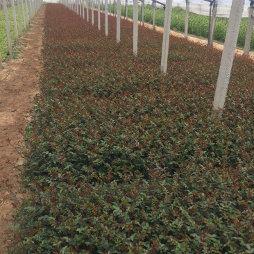 地被月季自产自销地被月季种植基地地被月季自产自