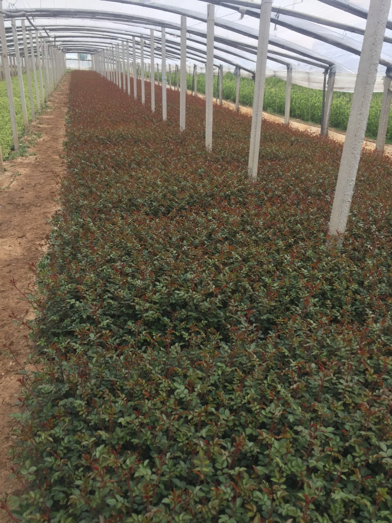 地被月季自产自销地被月季种植基地地被月季自产自