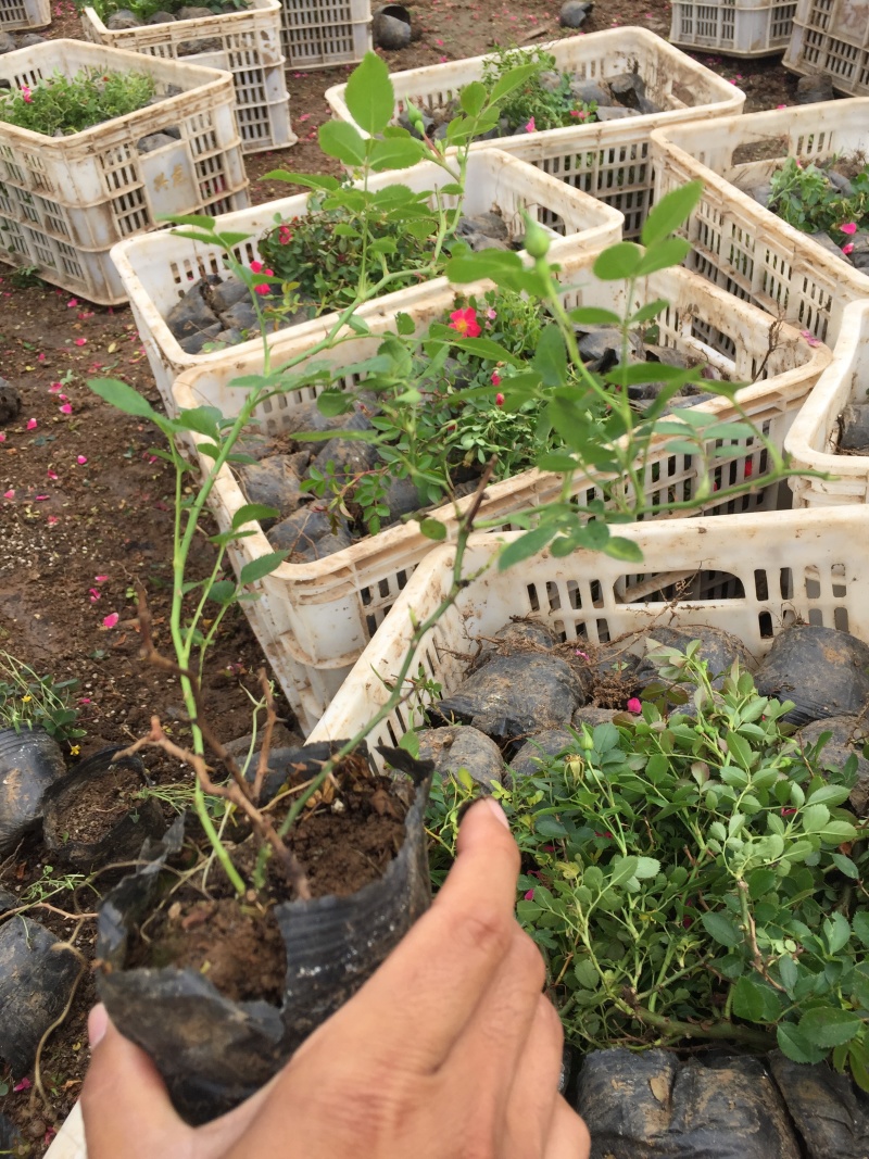 地被月季自产自销地被月季种植基地地被月季自产自