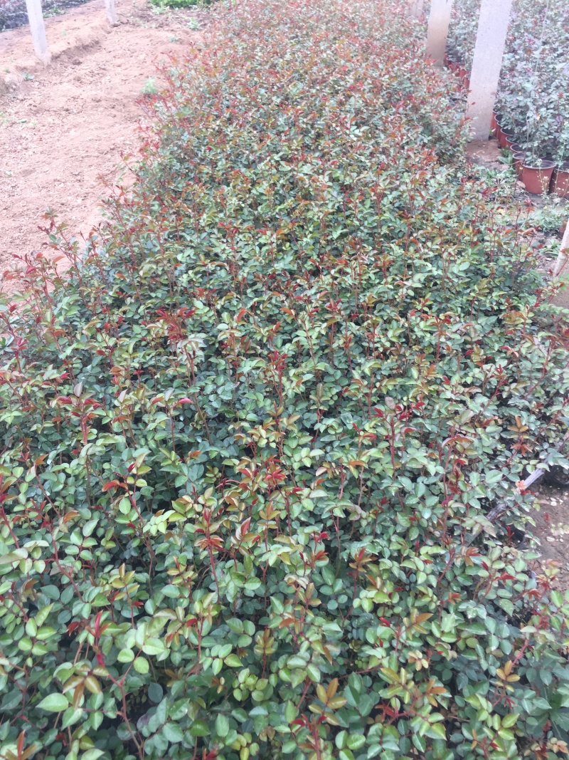 地被月季自产自销地被月季种植基地地被月季自产自