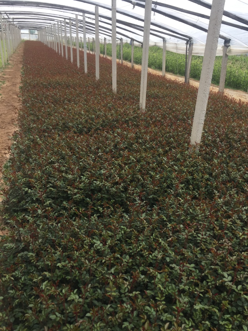 地被月季自产自销地被月季种植基地地被月季自产自