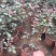 曼海姆月季农户直销曼海姆月季自产自销60万低价处