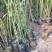 藤本月季自产自销藤本月季种植基地藤本月季批发