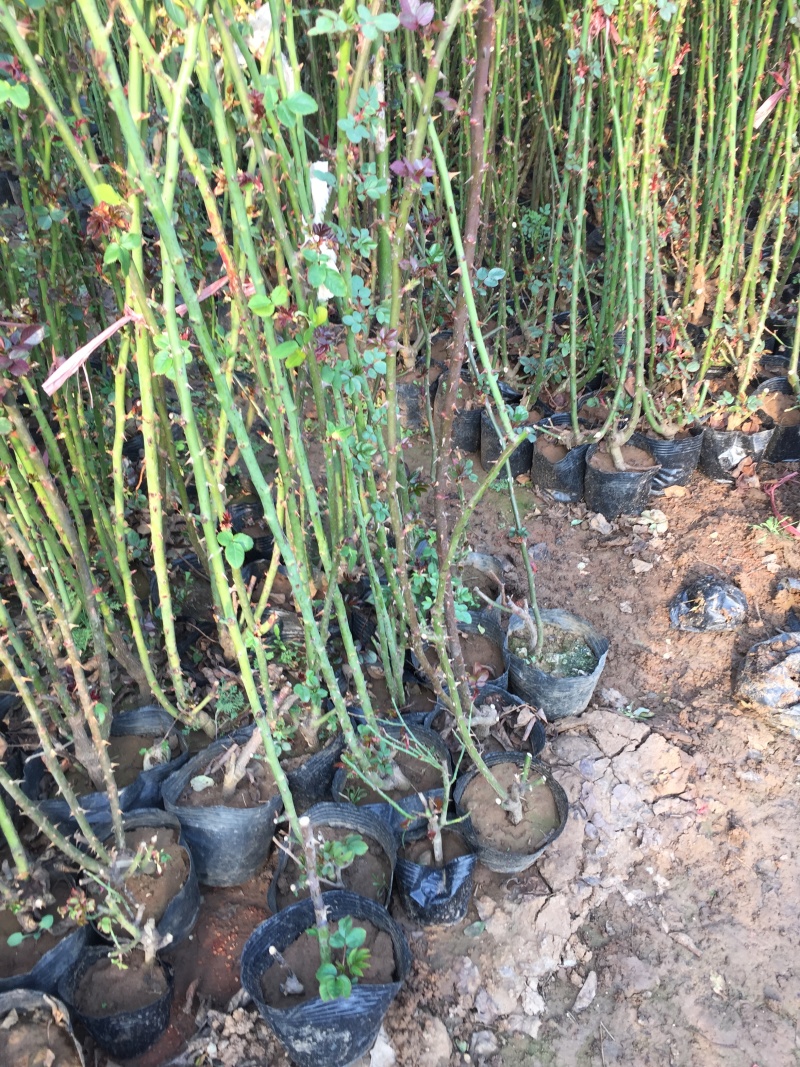 藤本月季自产自销藤本月季种植基地藤本月季批发