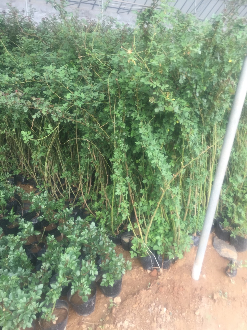 藤本月季自产自销藤本月季种植基地藤本月季批发