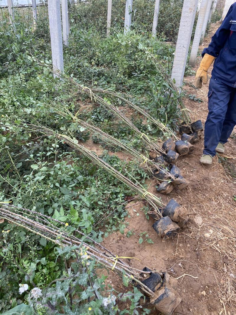 藤本月季自产自销藤本月季种植基地藤本月季批发