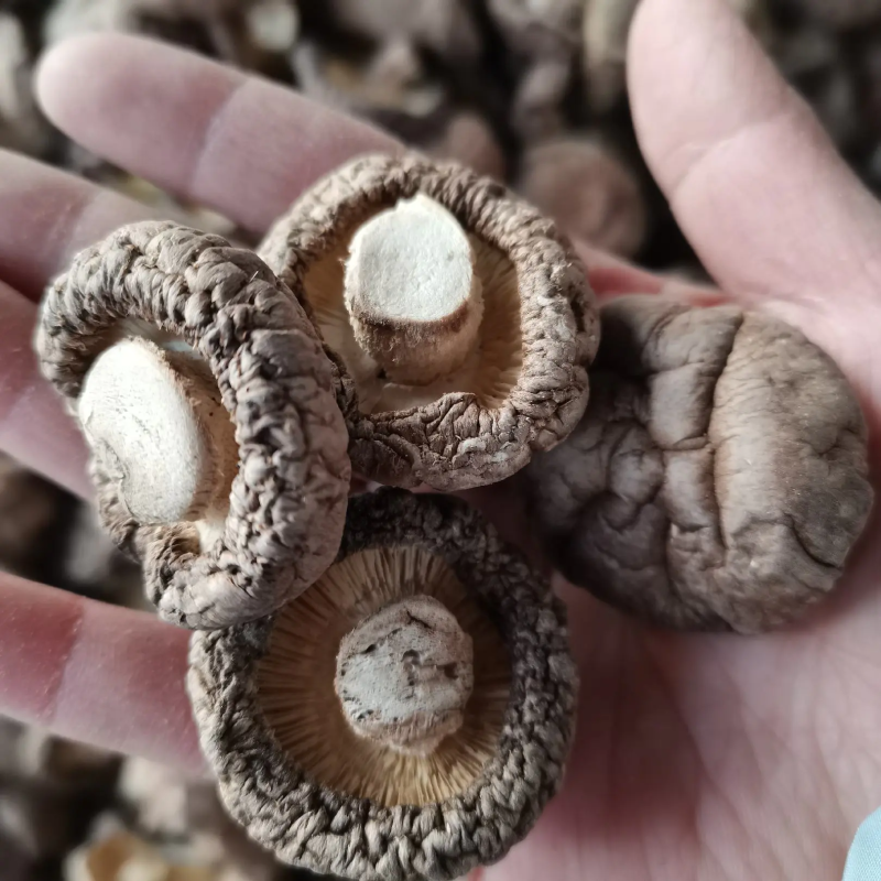 精品干香菇面菇产地发货一手货源支持产地看货