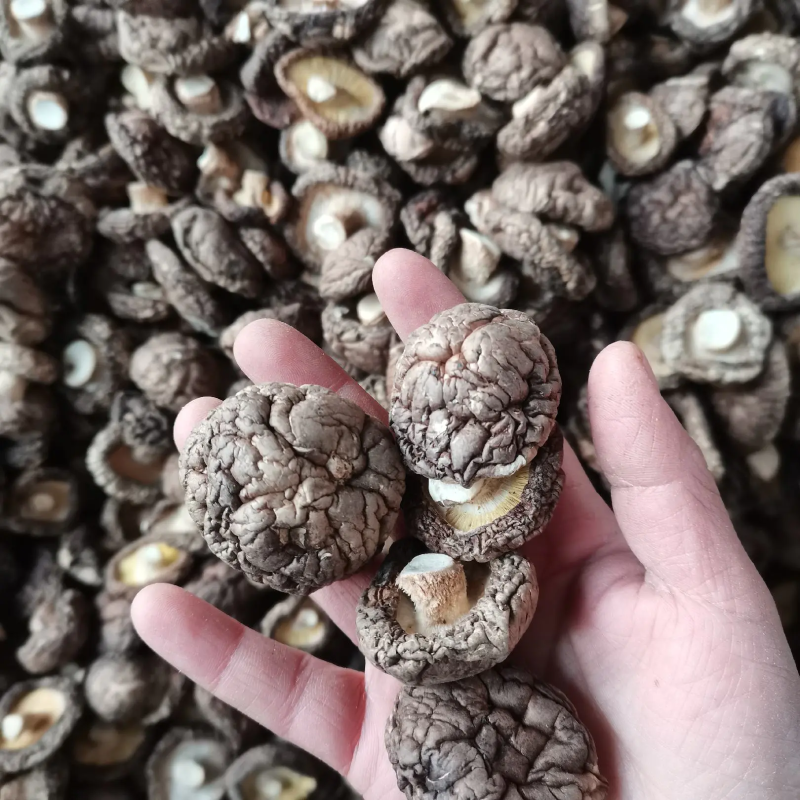 精品干香菇面菇产地发货一手货源支持产地看货