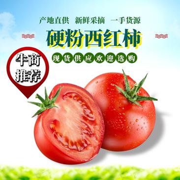 硬粉西红柿【热卖中】产地直供现摘现发货源充足质量保证