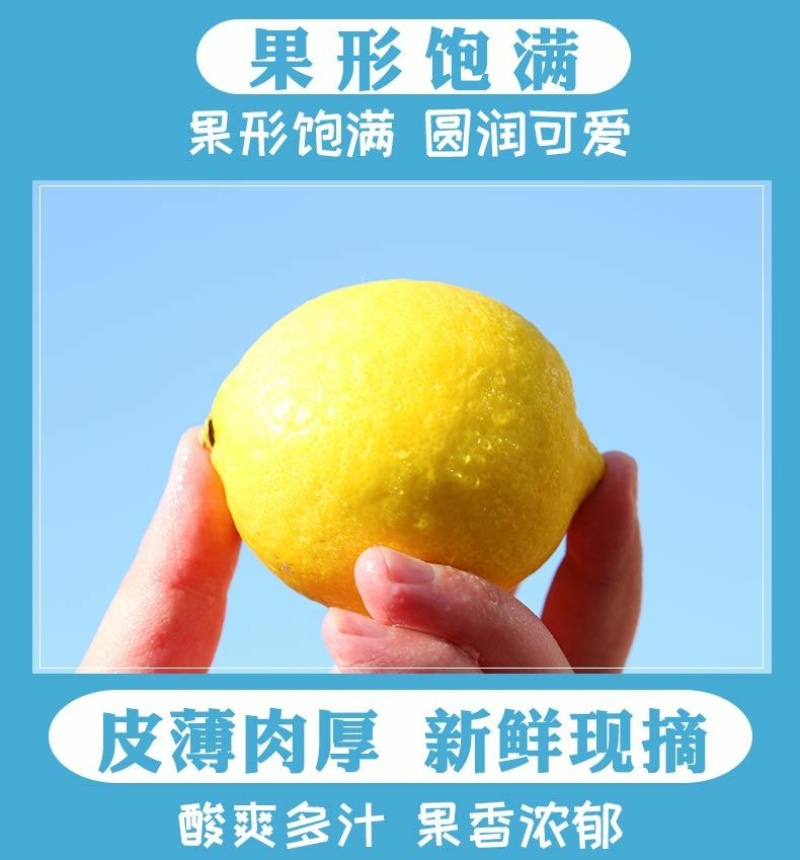 四川安岳黄柠檬新鲜柠檬果子薄皮奶茶餐饮店批发多一件也包邮