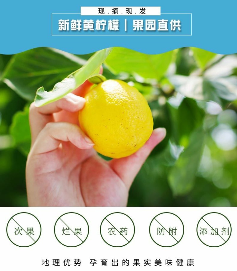 四川安岳黄柠檬新鲜柠檬果子薄皮奶茶餐饮店批发多一件也包邮