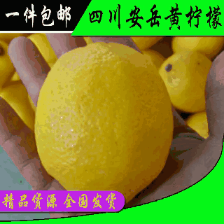 四川安岳黄柠檬新鲜柠檬果子薄皮奶茶餐饮店批发多一件也包邮