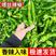 【辣椒】山东螺丝椒，万亩基地，量大质优，欢迎客户询价