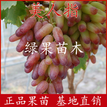美人指葡萄苗嫁接苗优质果树苗提供技术支持包成活