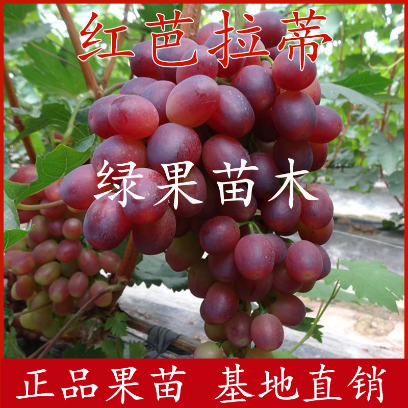 红芭拉蒂葡萄苗红巴拉多葡萄苗嫁接果树苗基地直销