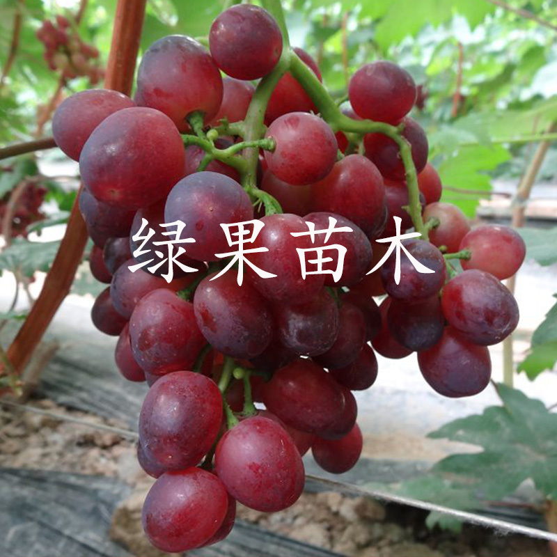红芭拉蒂葡萄苗红巴拉多葡萄苗嫁接果树苗基地直销