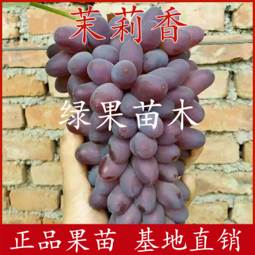 茉莉香葡萄苗着色香葡萄苗嫁接苗基地直销优质果苗