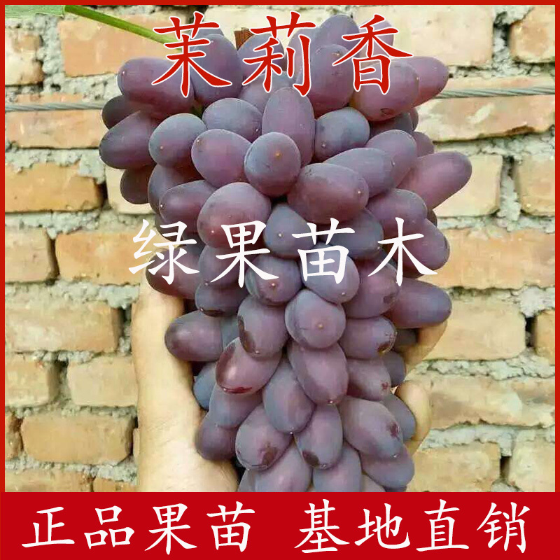 茉莉香葡萄苗着色香葡萄苗嫁接苗基地直销优质果苗